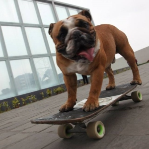 Skateboarding-Dog-skaterdog.com
